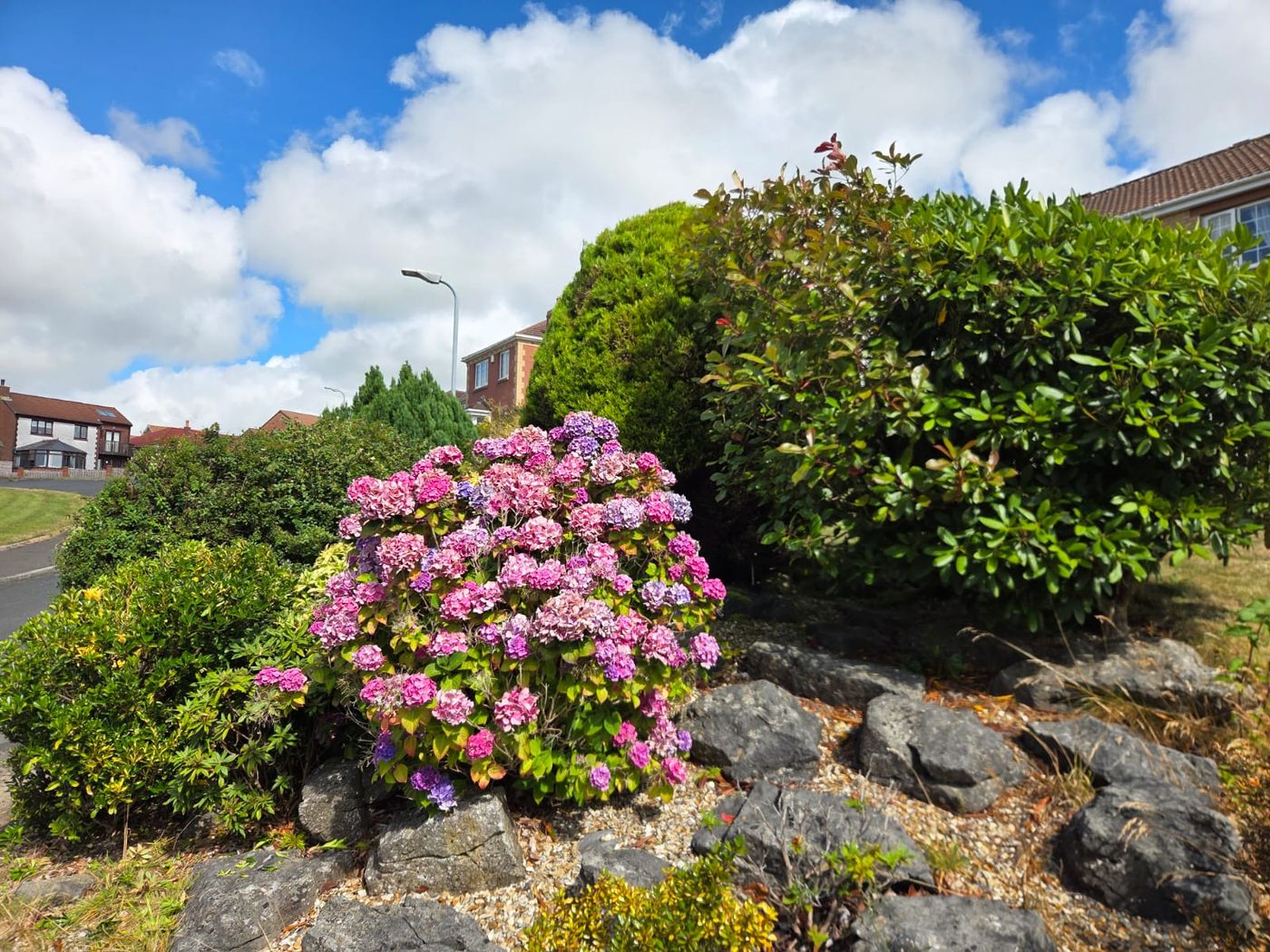 Tidy garden borders and rockery in flower